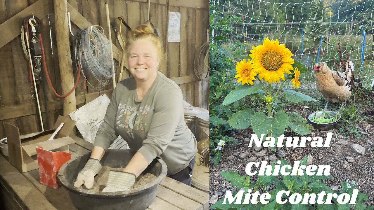 How to Get Rid of Chicken Mites Naturally