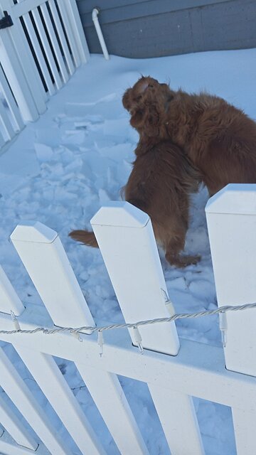 Aggressive dog fight caught on camera witness injured good Samaritan steps in