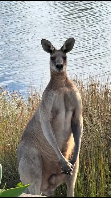 Australian kangaroo 🦘