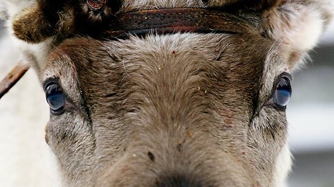 How Do Reindeer Survive Freezing Temperatures