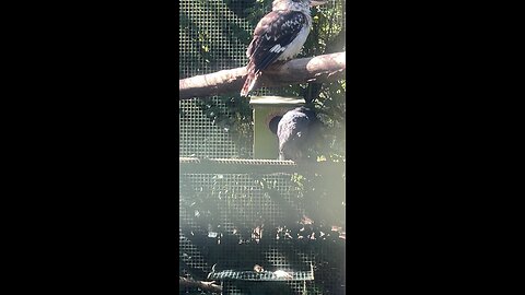 Pajarito