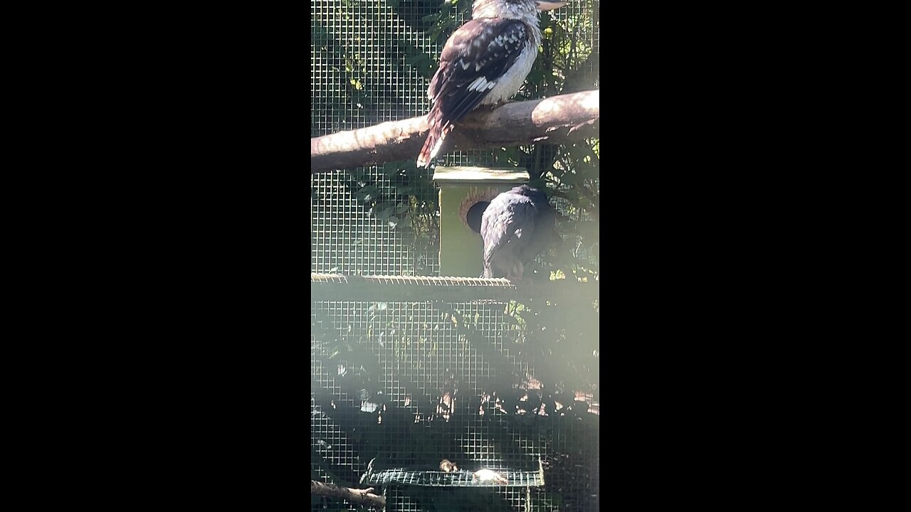 Pajarito