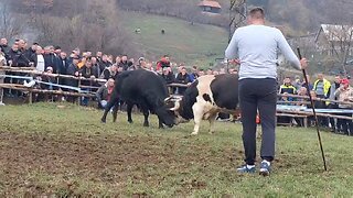 Mrgud od Spahića vs Šaronja od Brkića 2025