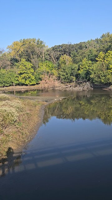 Fallen Tree in Salt Creek