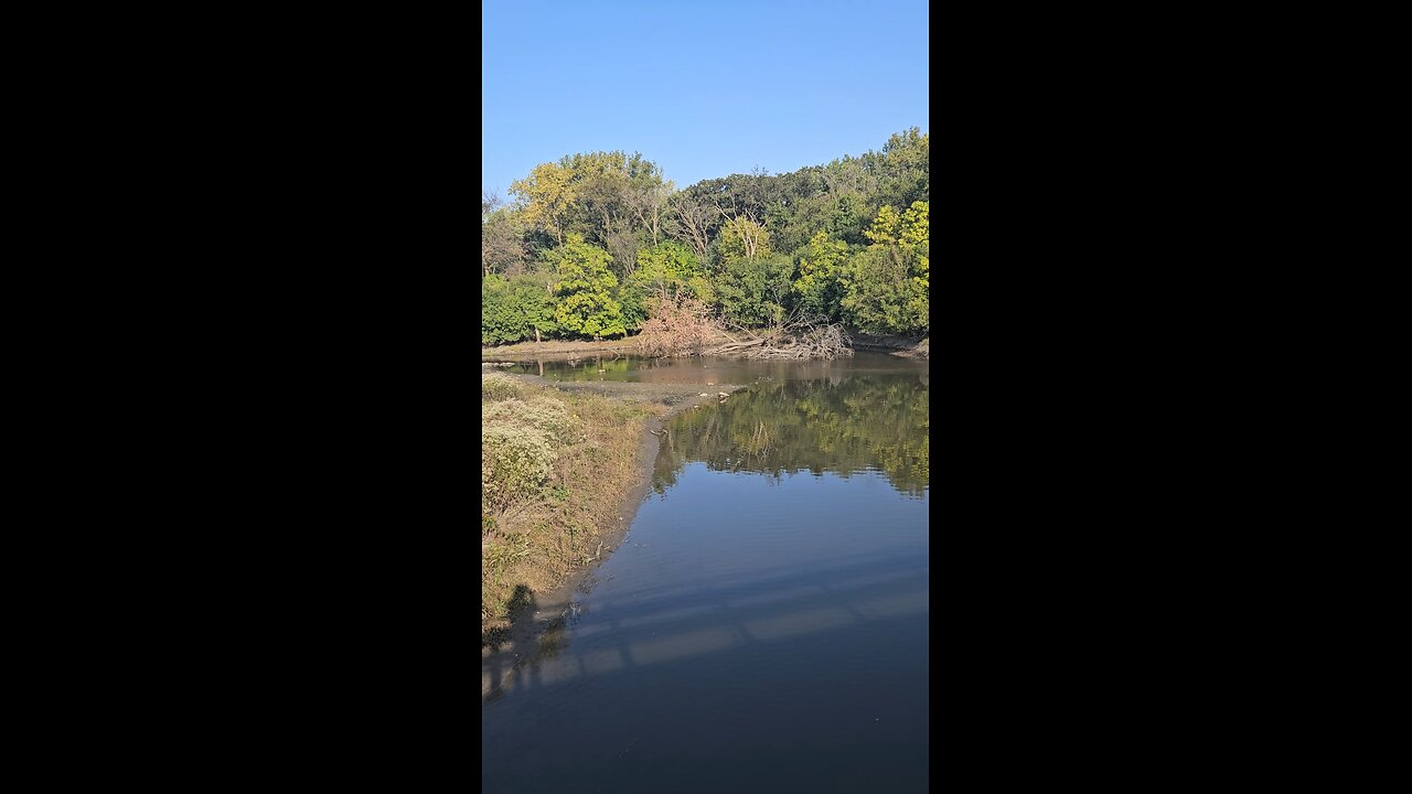 Fallen Tree in Salt Creek