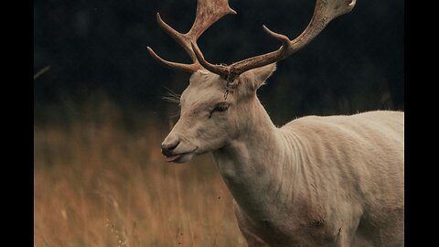 Nature’s Graceful Runners of the Wild!