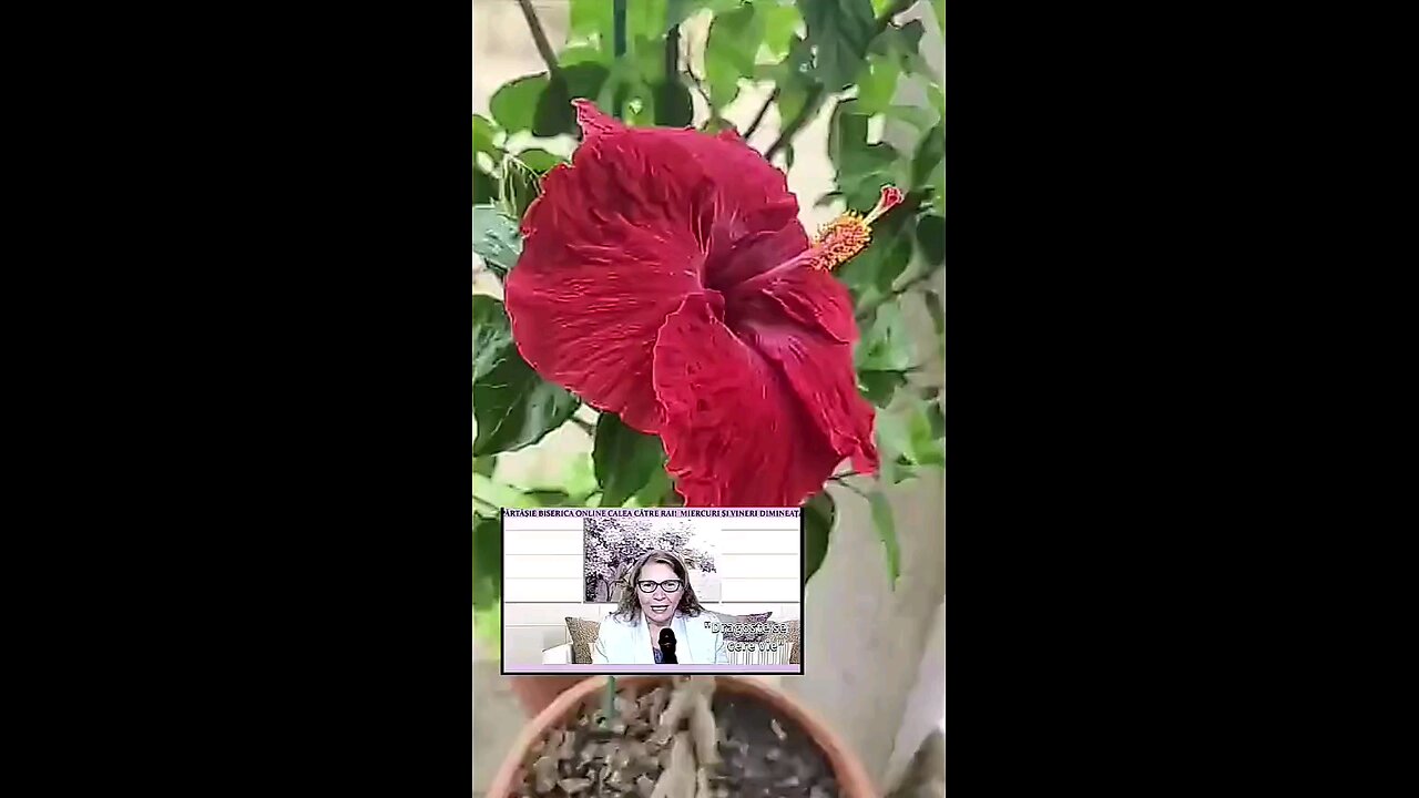 Oltea Hozan -DRAGOSTE SE CERE- #editor ‎⁨@ValentinTrifcanalcreștin⁩ #caleacatrerai #poezie