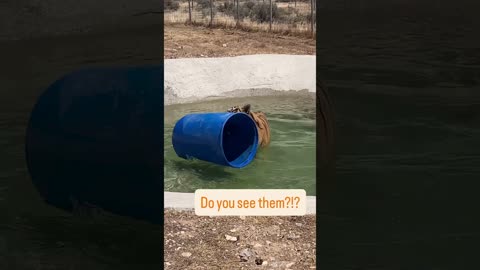 A selection of funny moments with animal #16