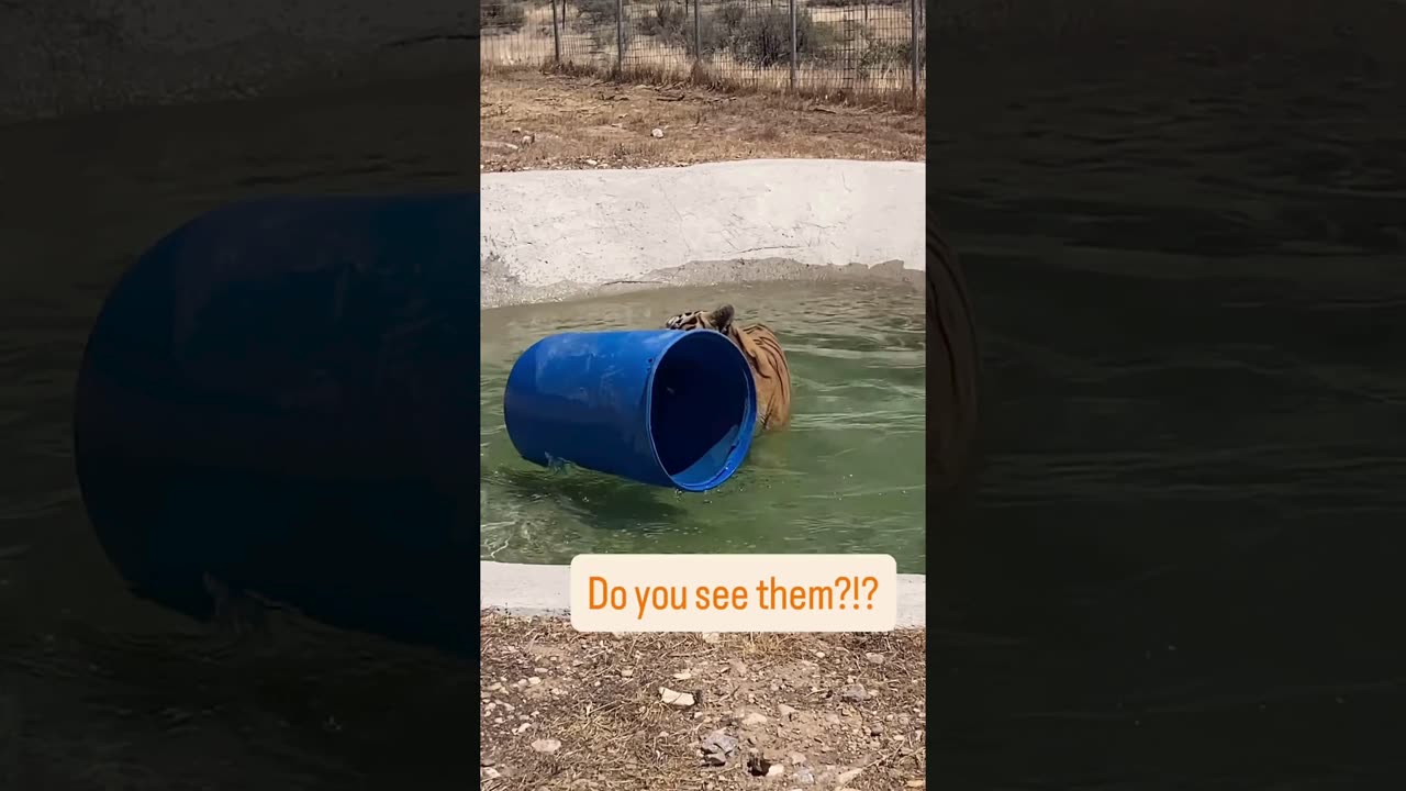 A selection of funny moments with animal #16