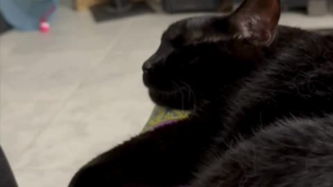 Cute Precious Piper is a Long Sleeping Lap Cat - Adopting a Cat from a Shelter Vlog #shorts