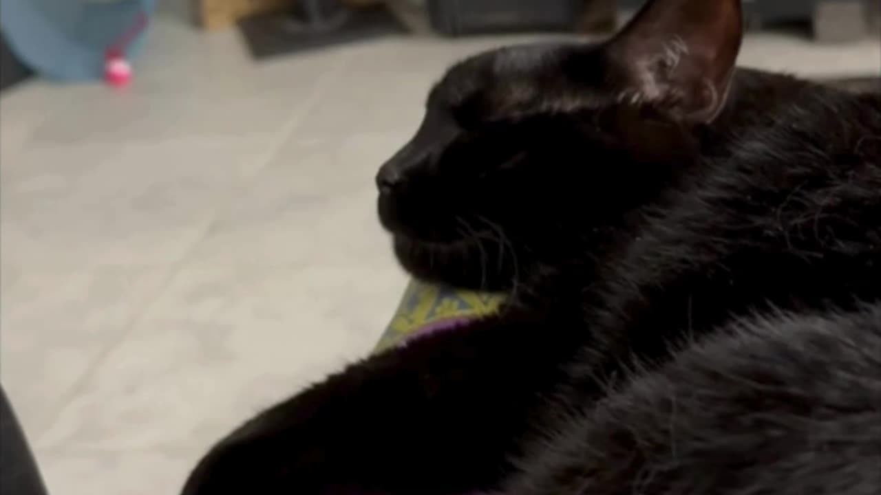 Cute Precious Piper is a Long Sleeping Lap Cat - Adopting a Cat from a Shelter Vlog #shorts