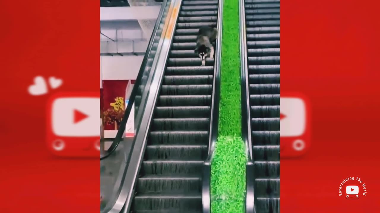 Funny Cats Videos Clips