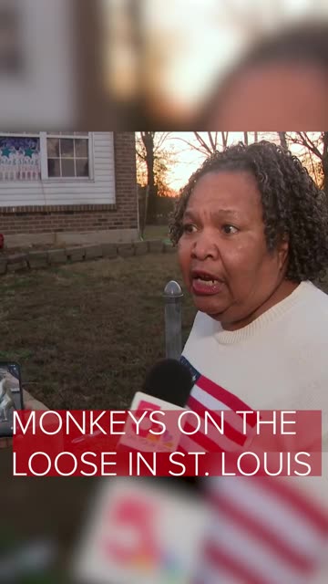 Resident talks about the monkeys STILL on the loose