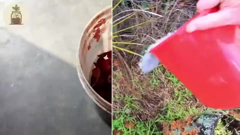 HOMESTEADING - 50 AMISH GARDENING HACKS YOU'LL WISH YOU KNEW SOONER [2025-01-23] - FRUGAL SOLUTIONS