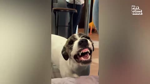 PETS DOING THE FUNNIEST THINGS IN 2024 BEST FUNNY PETS VIDEOS OF THE YEAR