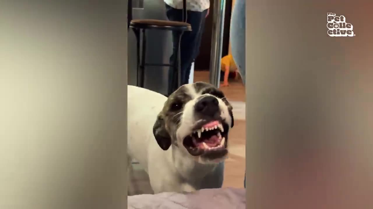 PETS DOING THE FUNNIEST THINGS IN 2024 BEST FUNNY PETS VIDEOS OF THE YEAR