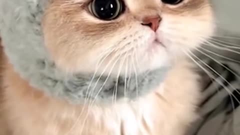 Cute Cat