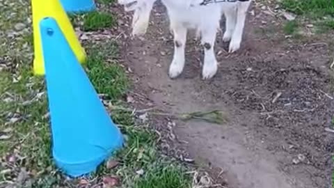 冬休み明けの山羊さん