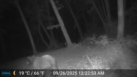 Mama Bear Protecting Her Cub From Another Bear