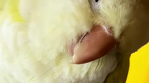 Parrot Throws Shade At Owner