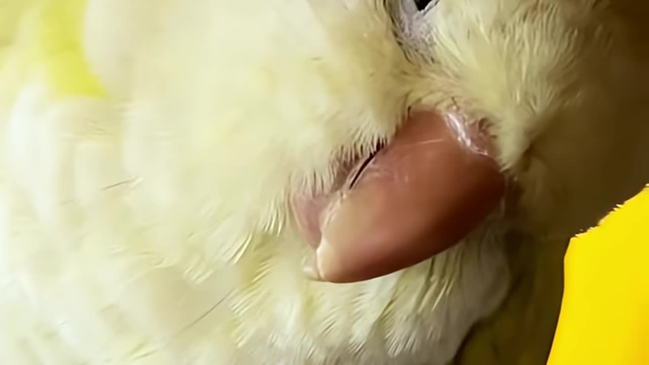 Parrot Throws Shade At Owner