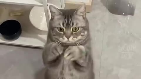 When Animals Do the Funniest Things! 😂🐶🐱 #CuteAnimals #FunnyReactions" 2