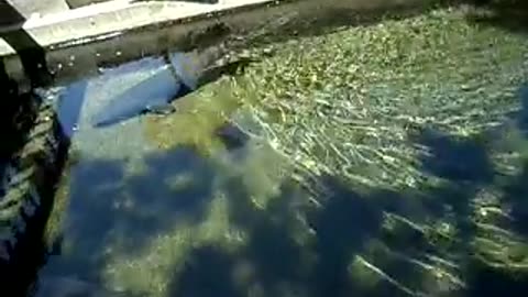 Back to the sturgeons!