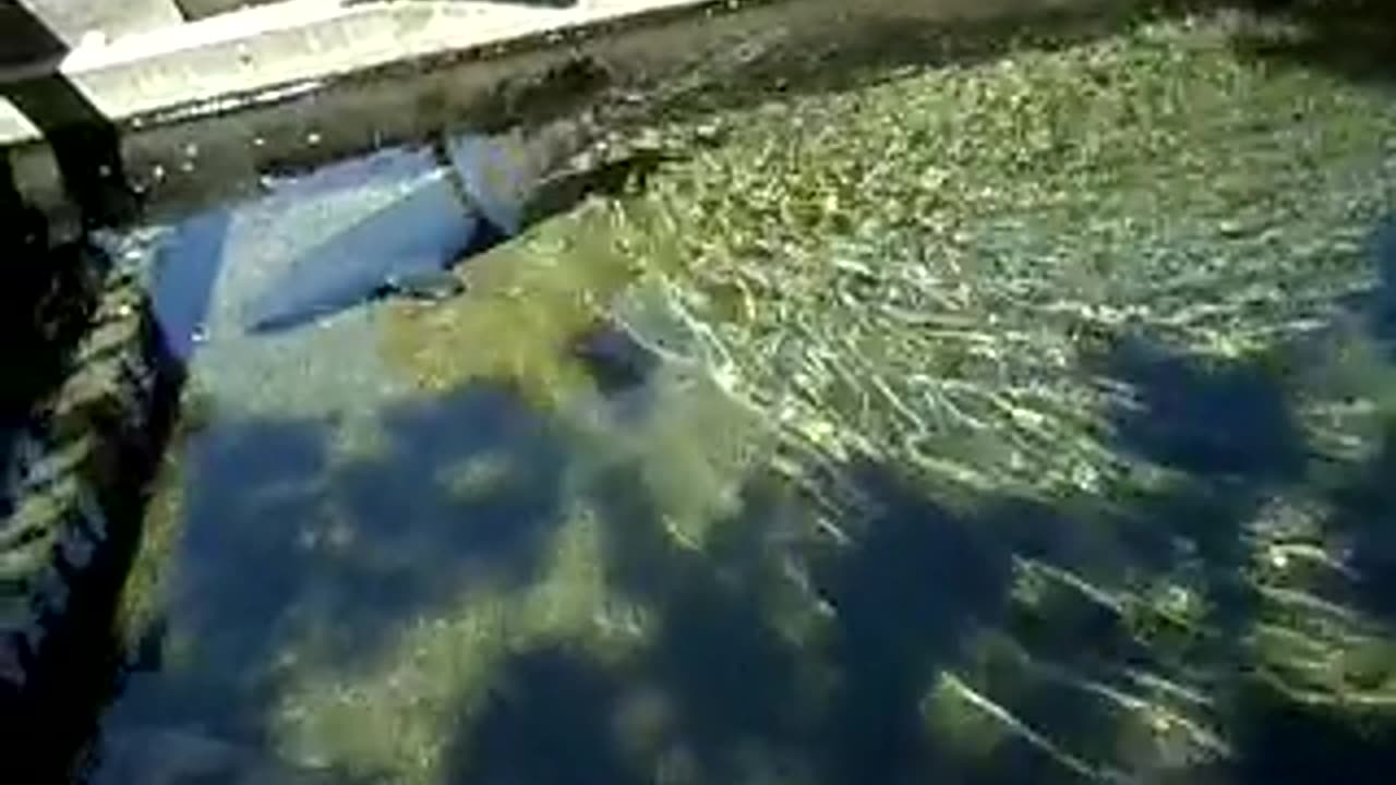 Back to the sturgeons!