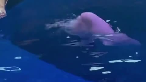 NO SMOKING 🚭 AT DALIAN OCEAN WORLD