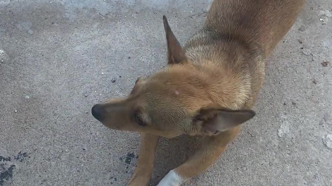 😂🐶 When a Dog Finds the AC | FunFM