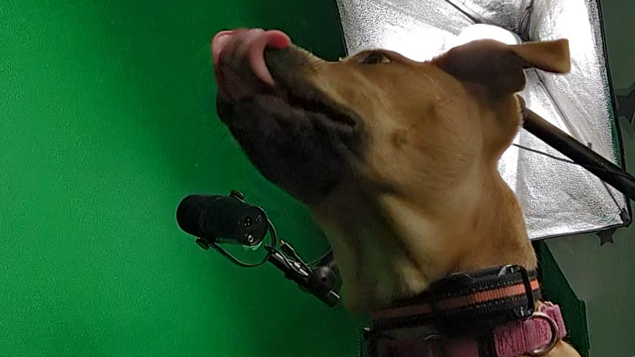 MY DAD SAID NO LICKING- WE CAN BE CLOSE BUT NO LICKING!