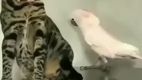 Pure laughter 100% | cats and birds | 🐾 When Cats, Dogs, and Birds Collide—Comedy Ensues! 🐕🐱🐦