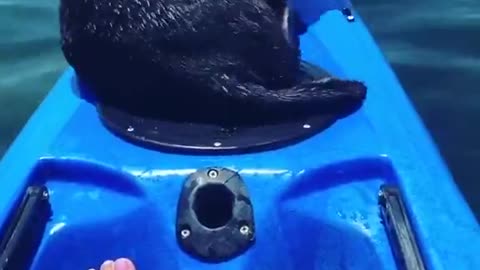 This sea otter just needed a bit of playtime. It happened to be on a kayak.