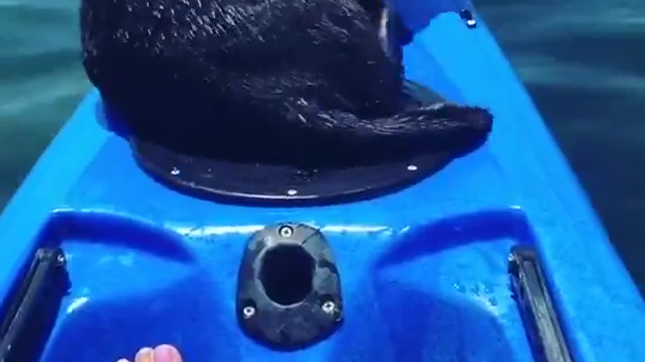 This sea otter just needed a bit of playtime. It happened to be on a kayak.