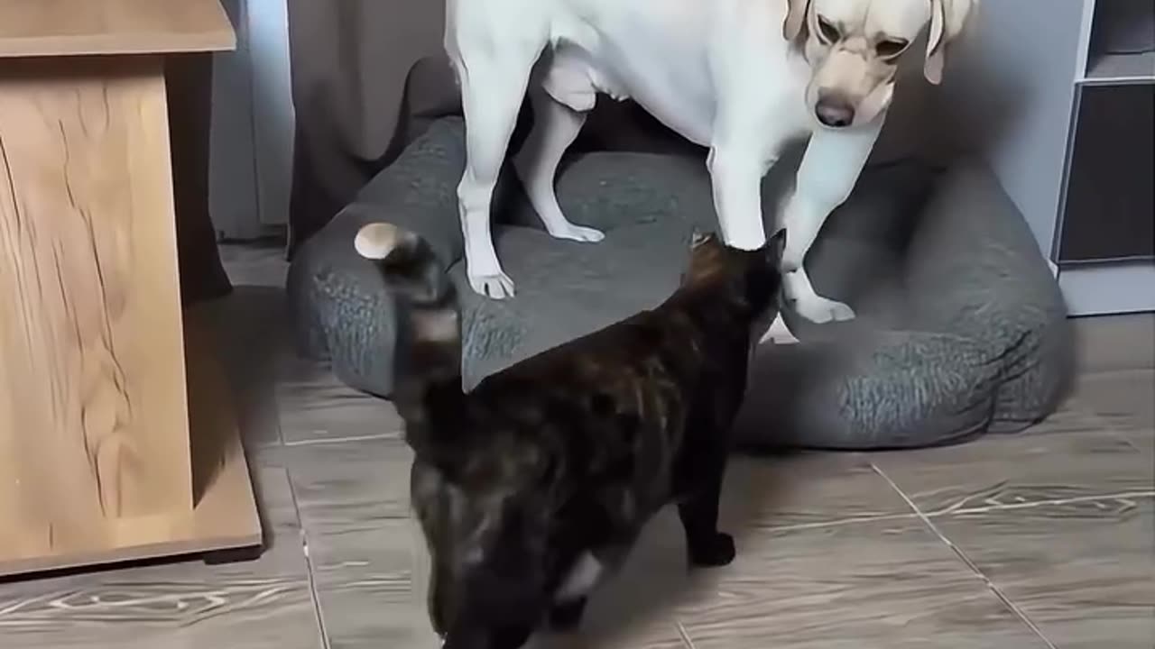 Cats vs dogs😂ðŸ˜