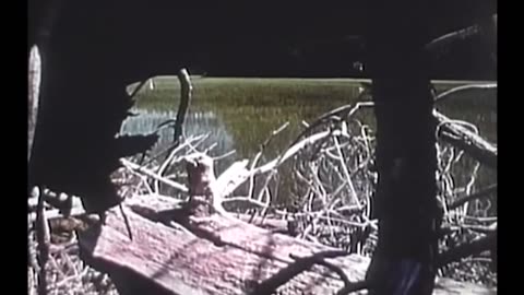 The Legend of Bigfoot