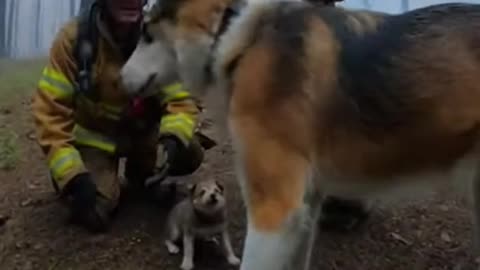 Forest Fire Puppy Escape