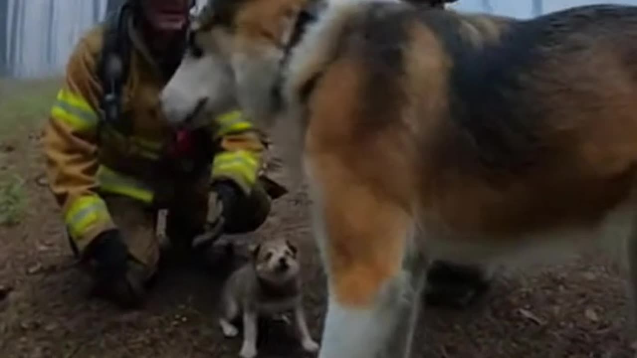 Forest Fire Puppy Escape