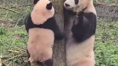 CLUMSY PANDA MOM & BABY! (Funny Animal Fails) #panda #animals #shorts #cute #funny #funnyanimals