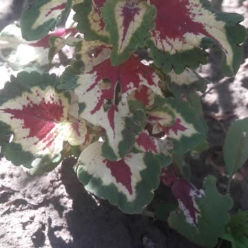 Colius beautiful leaves