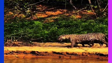 wild dogs hunting, klipspringer escape, predator vs prey, cliff edge chase