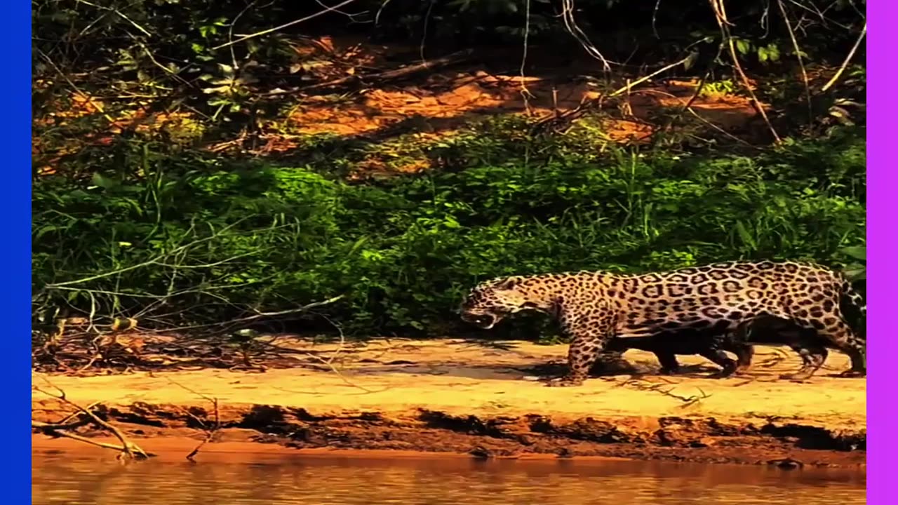 wild dogs hunting, klipspringer escape, predator vs prey, cliff edge chase