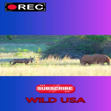 Fearless Buck Challenges Rhino in a Show of Strength!