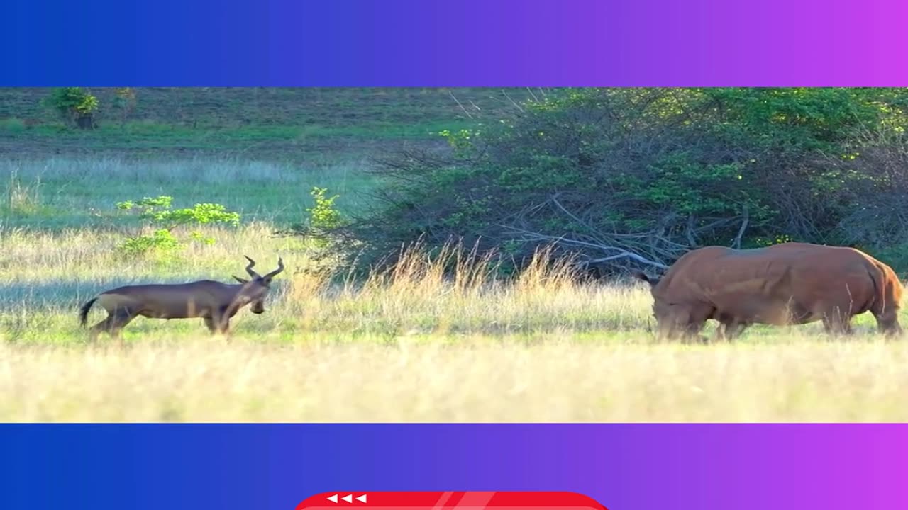 Fearless Buck Challenges Rhino in a Show of Strength!