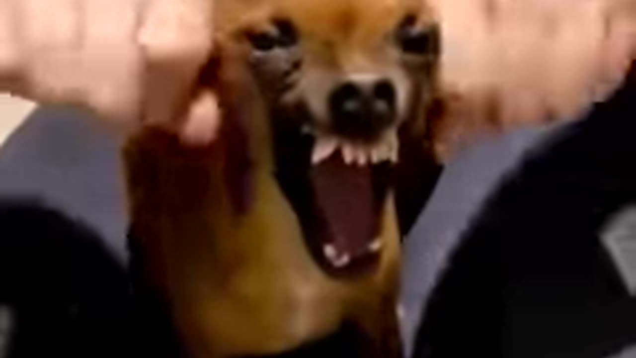 Funny Animals Cats and Dogs Shorts part 3