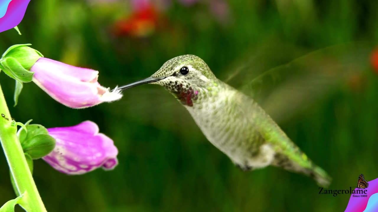 Be Present: Life Lessons from the Graceful Hummingbird