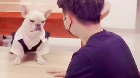 “When Pets Act Like Humans 🐶🐱 | Hilarious Dog & Cat Moments”