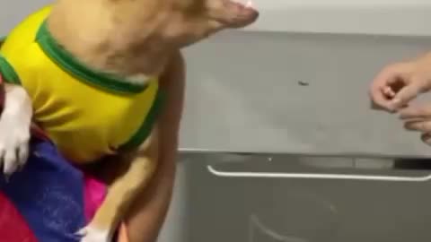 Don't laugh if you can. Vaccinating dogs