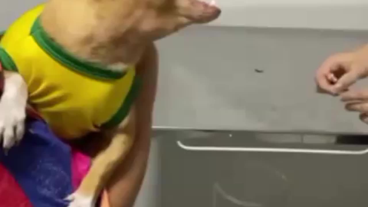 Don't laugh if you can. Vaccinating dogs