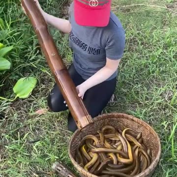 Trapping giant eel fish with an unique primitive technology